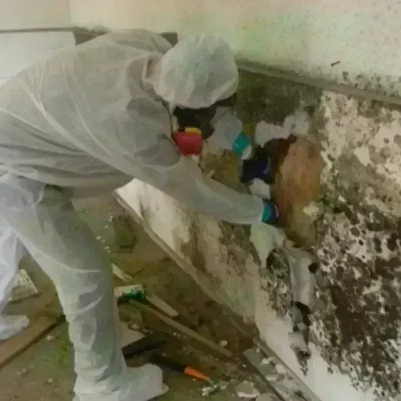 Mold Remediation and Removal in Mount Pleasant, NC